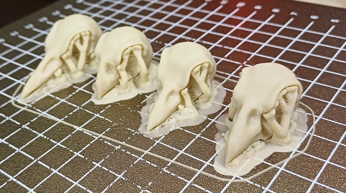Mô hình hộp sọ chim sẻ Darwin (Darwin Finch Skulls) in 3D chi tiết - Image 1