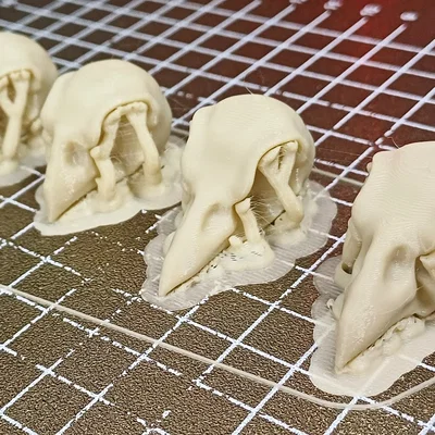 Mô hình hộp sọ chim sẻ Darwin (Darwin Finch Skulls) in 3D chi tiết