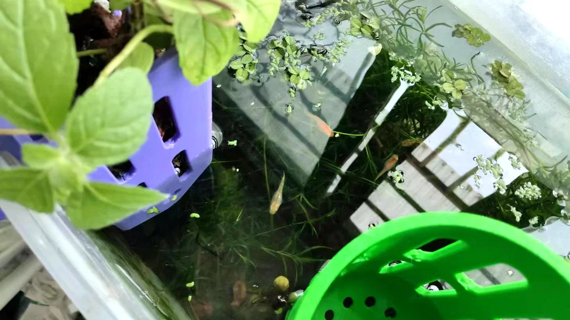 Giỏ Trồng Cây Thủy Canh (Hydroponic Plant Basket) - Image 3