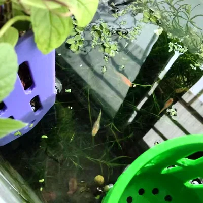 Giỏ Trồng Cây Thủy Canh (Hydroponic Plant Basket)