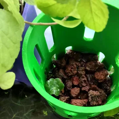 Giỏ Trồng Cây Thủy Canh (Hydroponic Plant Basket)