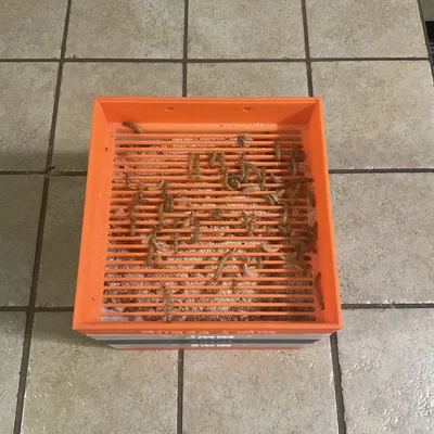 Bộ sàng mealworm và nhộng (pupa) in 3D