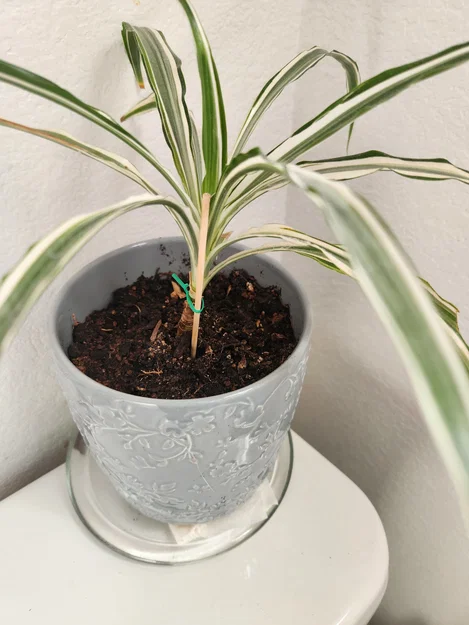 Giá đỡ cây cảnh dạng cành nhánh - Image 3