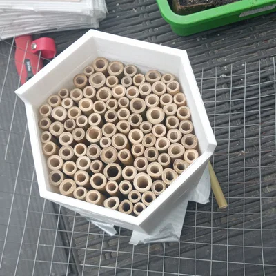 Tổ Ong (Bee Hive) cho ong hoang dã