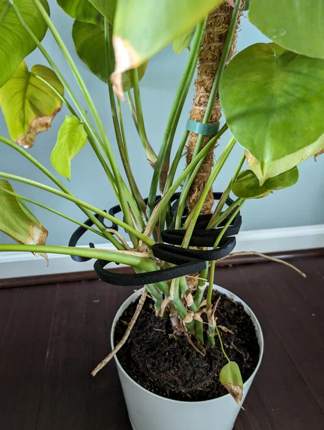 V2 Cọc đỡ cây Monstera dạng hình lá - Image 1