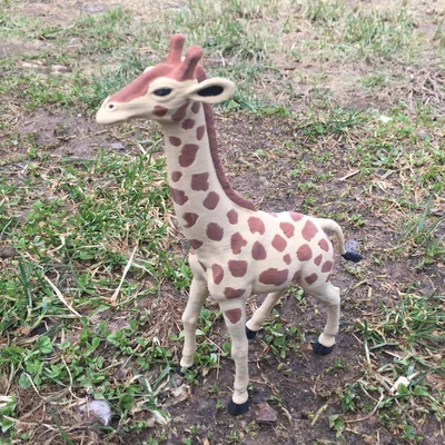 Hươu cao cổ (Giraffe)