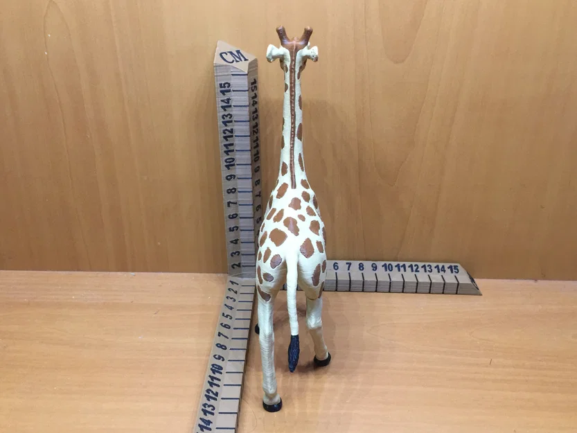 Hươu cao cổ (Giraffe) - Image 4