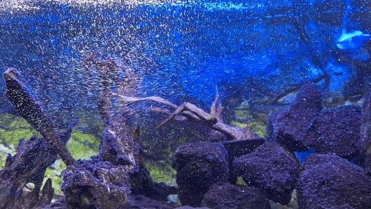 Venturi Nozzle cho hồ cá [reworked] (Juwel Ecoflow 1000) - Image 2