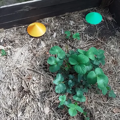 Bẫy ốc/sên (Schneckenfalle / snail trap)
