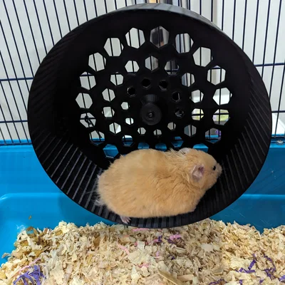 Hamster Wheel (Bánh xe chạy cho hamster)