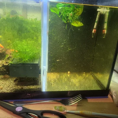 Bẫy trứng cá CPD (Celestial Pearl Danio) in 3D chuyên dụng cho bể thủy sinh