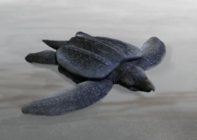Tượng Archelon tỉ lệ 1:24 (Archelon figurine) - Image 1