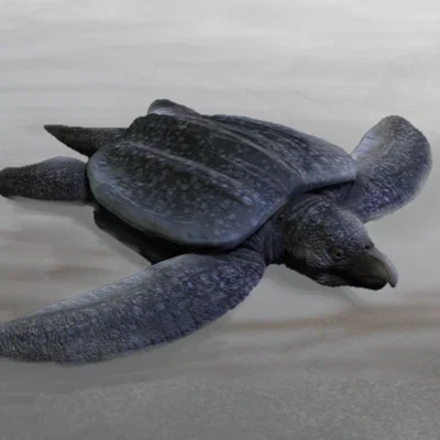 Tượng Archelon tỉ lệ 1:24 (Archelon figurine)