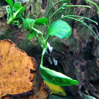 Kẹp Cố Định Cây Thủy Sinh (Plant-Anchor) - Phụ Kiện In 3D Tiện Lợi