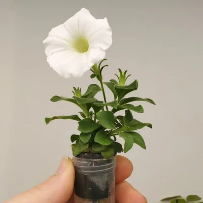 Hệ thủy canh ống Falcon Falcoponics Lab Tube Hydroponics System