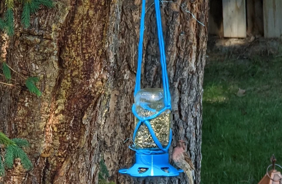 Nắp Máng Ăn Cho Chim Cho Hũ Mason (Mason Jar Bird Feeder Lid) - Image 2