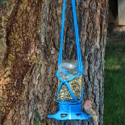 Nắp Máng Ăn Cho Chim Cho Hũ Mason (Mason Jar Bird Feeder Lid)