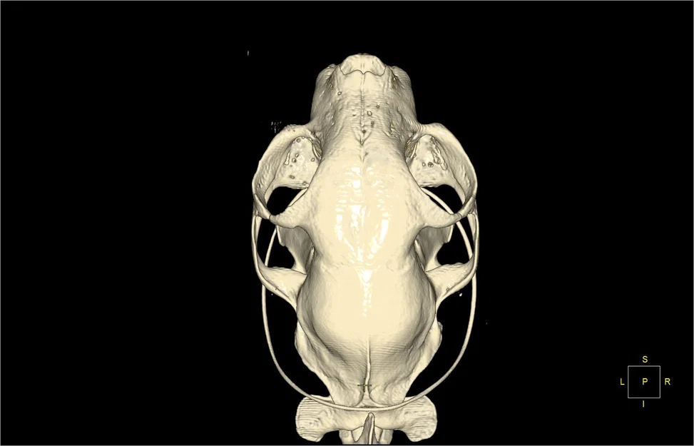 Mô hình hộp sọ mèo nhà chi tiết từ dữ liệu CT (File in 3D) - Image 2