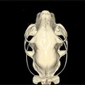 Mô hình hộp sọ mèo nhà chi tiết từ dữ liệu CT (File in 3D) - Thumbnail 2