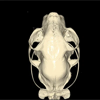Mô hình hộp sọ mèo nhà chi tiết từ dữ liệu CT (File in 3D)