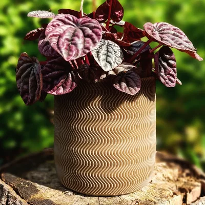 Wall Planter 1.5 - Chậu treo tường 1.5