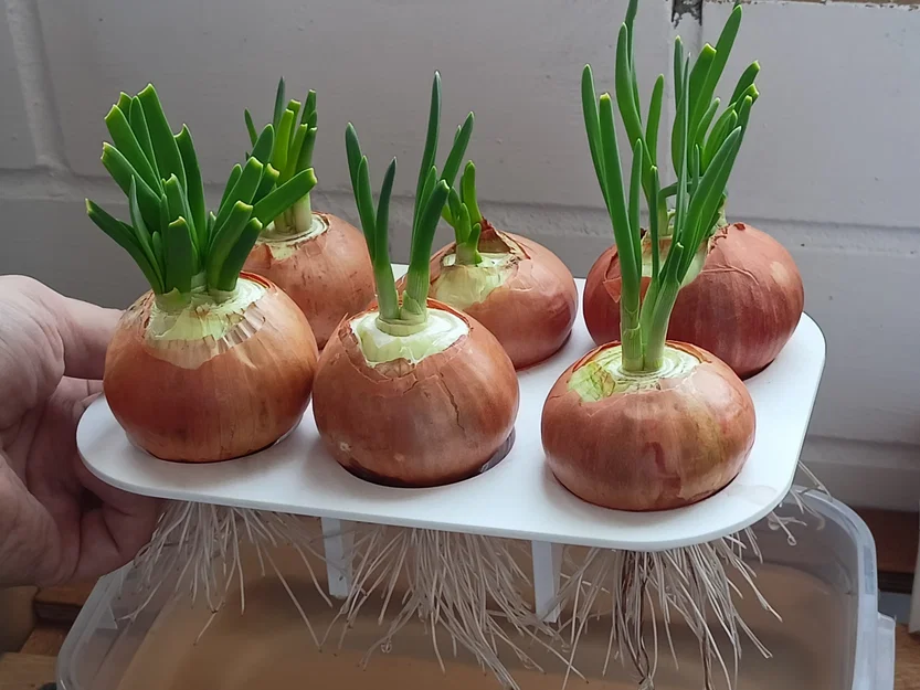 Chậu trồng hành hẹ (Onion Chives Planter) - Image 1