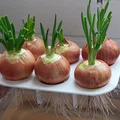 Chậu trồng hành hẹ (Onion Chives Planter) - Thumbnail 1