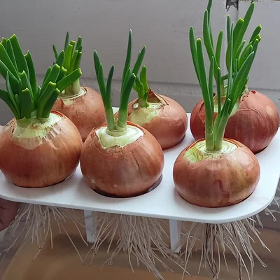 Chậu trồng hành hẹ (Onion Chives Planter)