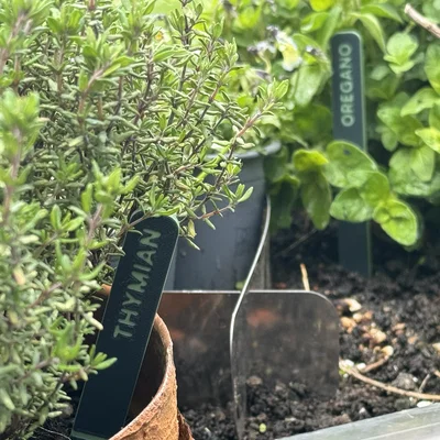 Nhãn Cắm Cây (tùy chỉnh)