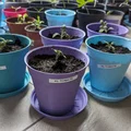 Chậu ươm cây / Chậu trồng cây (Grow Pot / Plant Pot) - Thumbnail 1
