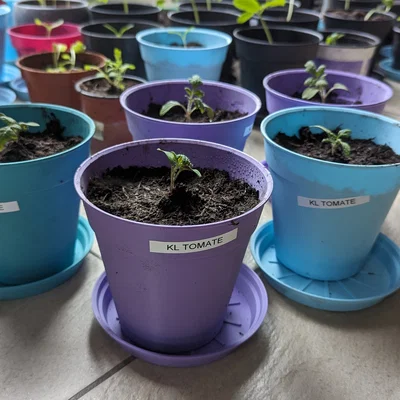 Chậu ươm cây / Chậu trồng cây (Grow Pot / Plant Pot)