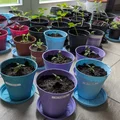 Chậu ươm cây / Chậu trồng cây (Grow Pot / Plant Pot) - Thumbnail 11