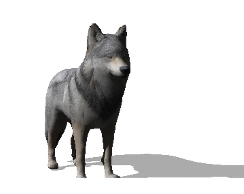 Mô hình chú sói 3D (Wolf) - Decor trang trí độc đáo, tinh tế - Image 2