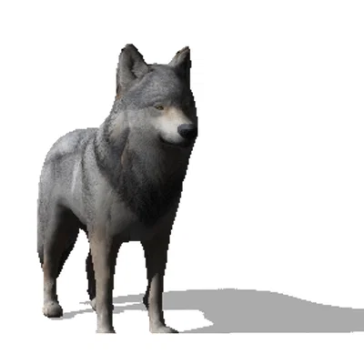 Mô hình chú sói 3D (Wolf) - Decor trang trí độc đáo, tinh tế