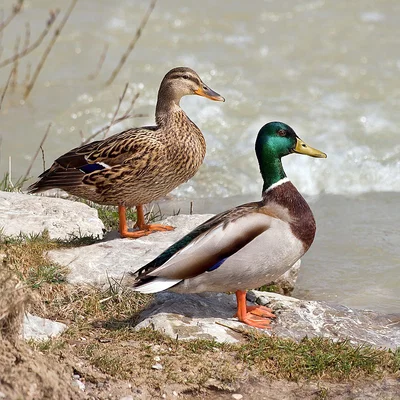 Còi Gọi Vịt (LOUD Duck Call) In 3D: Nhỏ Gọn, Giá Rẻ, Hiệu Quả Cao