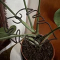 Khung hỗ trợ cây Monstera (trầu bà lá xẻ) thiết kế hình lá độc đáo - Thumbnail 1