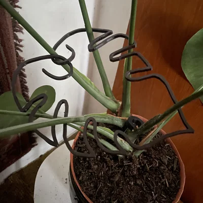 Khung hỗ trợ cây Monstera (trầu bà lá xẻ) thiết kế hình lá độc đáo