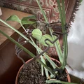 Khung hỗ trợ cây Monstera (trầu bà lá xẻ) thiết kế hình lá độc đáo - Thumbnail 2