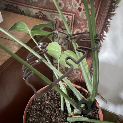Khung hỗ trợ cây Monstera (trầu bà lá xẻ) thiết kế hình lá độc đáo