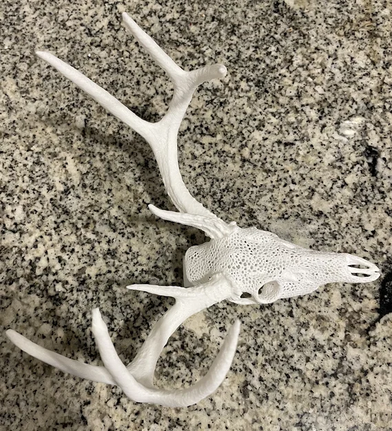 Hộp Sọ Hươu Đuôi Trắng Trang Trí (Voronoi) với Sừng Đặc - Image 2