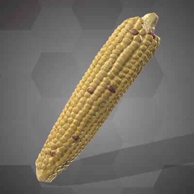 Bắp (Corn) – NHMW-AFW-DING-0046-001