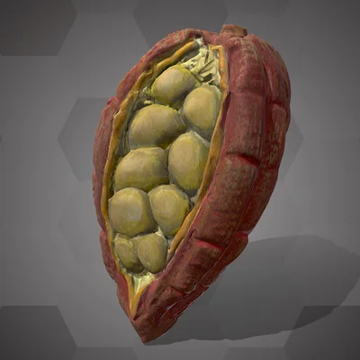 Trái Cacao (NHMW-AFW-DING-0046-108)