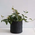 Chậu trồng cây vase mode LINES Crossed (Lines đan chéo) - Thumbnail 1