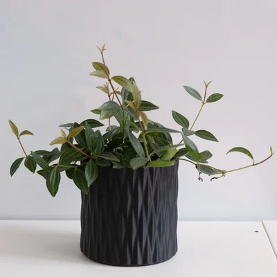 Chậu trồng cây vase mode LINES Crossed (Lines đan chéo)
