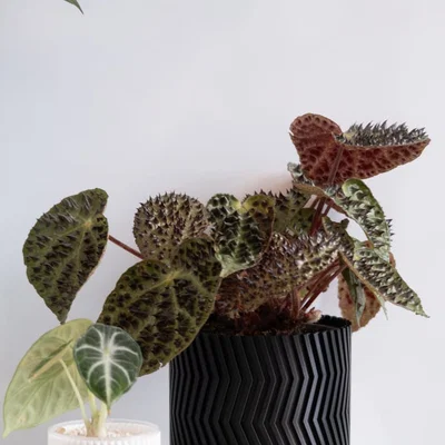 Chậu trồng cây ZigZag vase mode (ZigZag vase mode flowerpot planter)
