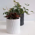 Chậu trồng cây vase mode LINES Crossed (Lines đan chéo) - Thumbnail 2