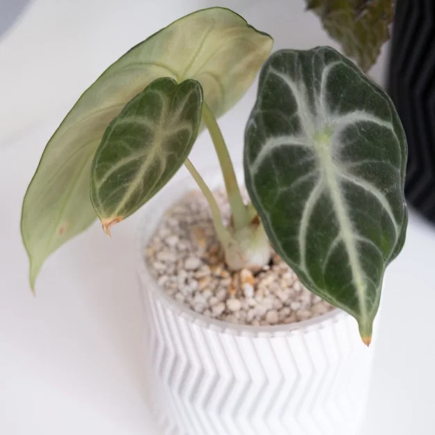 Chậu trồng cây ZigZag vase mode (ZigZag vase mode flowerpot planter) - Image 2