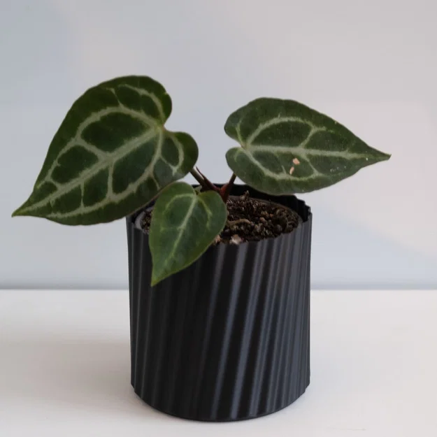 Chậu cây vase mode LINES (flowerpot/planter) - Image 2