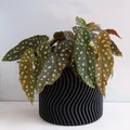 Chậu cây WAVY vase mode (flowerpot planter) uốn lượn - Thumbnail 2