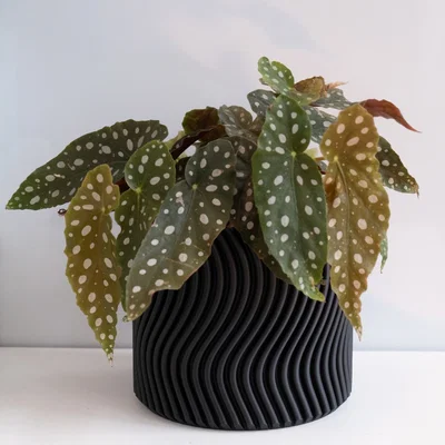 Chậu cây WAVY vase mode (flowerpot planter) uốn lượn